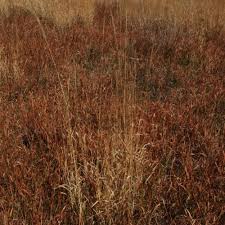 Image result for Arundinella nepalensis