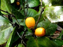 Image result for Diospyros ferrea