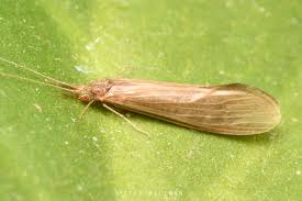 Image result for Pseudocalyx ochraceus