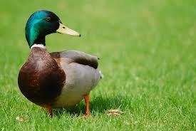 Appeau canard colvert - Helen Baud