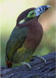 Tropical Black Bird With Large Beak Amazing Bird Birds Nature Birds Beautiful Birds