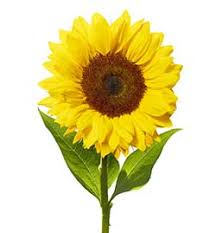 Flower meanings and symbolisation were a key element to flower choice many years ago. Hindi Translation Of Sunflower Collins English Hindi Dictionary