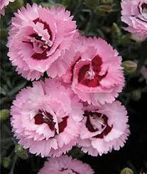 L'hiver tire sa révérence pour laisser place au printemps, à son climat plus clément et plus propice au jardinage. 37 Idees De Dianthus Flowers Fleurs Fleur Jardin Belles Fleurs