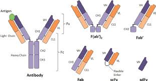 A Cartoon Illustration Of An Igg Antibody And The Nomenclature For Some Download Scientific Diagram This structure consists of two identical light (l) chain polypeptide of about 22000 da and two identical heavy (h) chain of larger.