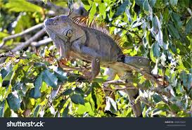 Animals Costa Rica Stock Photo 1290975262