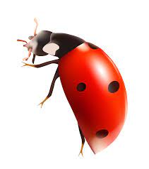 Pin By Udash On All Creature Great Small Ladybug Free Clip Art Clip Art