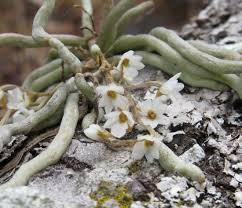 Image result for Microcoelia globulosa