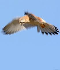 Animated Birds Flying In The Sky Gif Https Encrypted Tbn0 Gstatic Com Images Q Tbn 3aand9gcqnvfotwanltwq1zffunu2b2xtqij0o4lbtlg Usqp Cau