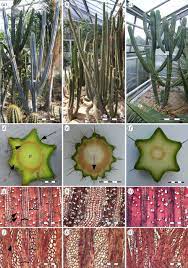 Watercolor cactus isolated on white background. Functional Morphology And Biomechanics Of Branch Stem Junctions In Columnar Cacti Proceedings Of The Royal Society B Biological Sciences