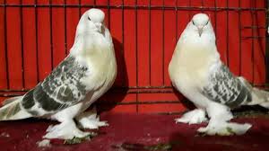 Blt Blt Adli Kullanicinin Guvercin Pidgeon Panosundaki Pin Vahsi Yasam