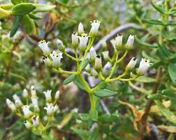 Image result for Crassula sarcocaulis
