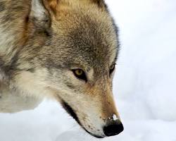 wolf in Yellowstone National Park