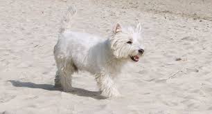 West Highland White Terrier Here S What You Need To Know