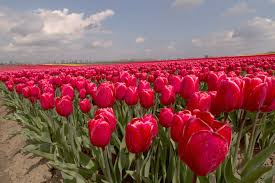 Save money with the latest 2 free black tulip flowers coupon codes, voucher codes, promo code, offers and deals in 2021 | couponcodesme uae. Bitcoin Is The Tulipmania That Refuses To Die Bloomberg