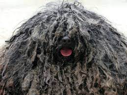 puli vengerskaya vodyanaya sobaka proishozhdenie puli byla zavezena v vengriyu vostochnymi kochevnikami okolo 1000 g i e dog with dreads mop dog rare dogs