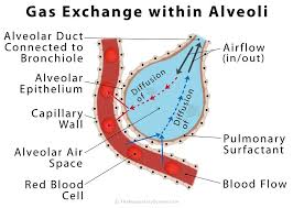 Alveoli Diagram Diffusion Biology Year 10 Gcse Diagram Quizlet