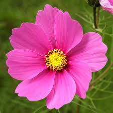 14 Flowers That Take The Heat Heat Tolerant Flowers Cosmos Flowers Cosmos Flowers Garden
