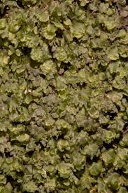 Image result for Didymoglossum