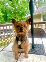 Image result for yorkshire haircut