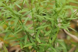 Image result for Polygala stenopetala