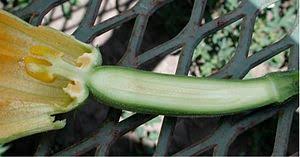 Maybe you would like to learn more about one of these? Ovary Botany Wikipedia
