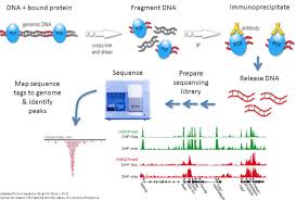 A nice review of the past and future of chipseq. Histone Mark Transcription Factor Analysis