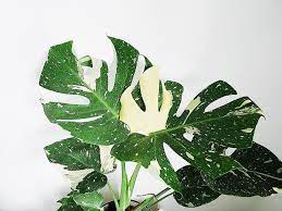 Monstera Thai Constellation Is Just So Beautiful Monstera Monsterathaiconstellation Blomster
