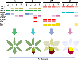 Maybe you would like to learn more about one of these? New Insight Into The Molecular Mechanism Of Colour Differentiation Among Floral Segments In Orchids Communications Biology