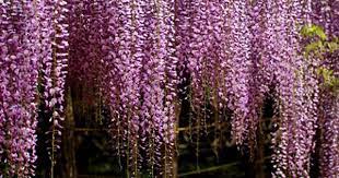 Wisteria Meaning And Wisteria Symbolism Wisteria Meant To Be Flower Meanings