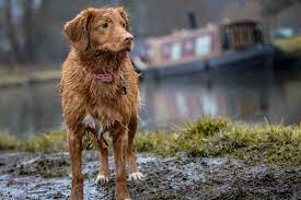 Why Does My Dog Stay Out In The Rain Dog Training Me
