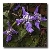 Клематис группы жакмана (clematis jackmanii). Clematis Petit Faucon Evisix