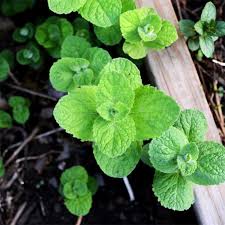 Image result for Mentha spicata