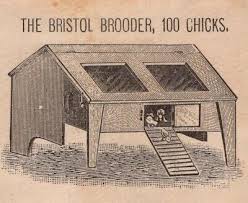 Incubators Brooders Bristol Brooder Chicks CT AF Williams Fowl 1888 Cover  9h