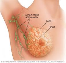 Fibroadenomas can be up to an inch in diameter and have a smooth, rubbery feel. Breast Cancer Symptoms And Causes Mayo Clinic