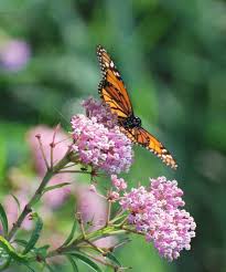 Monarch Butterfly On Swamp Milkweed Or Asclepias Incarnatal Patience Is The Companion Of Wisdom Saint Augustine Pictures I Have Taken Swamp Milkweed Butterfly Monarch Butterfly