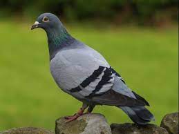 Pigeons are one of the most common pests in the uk and often require effective pigeon. Pigeon Control Pest Guide How To Get Rid Of Pigeons