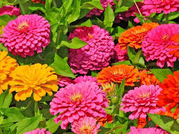 If you want to have extraordinarily beautiful flowers in your garden that can bloom many months and beautify your summer and life, you need to plant a few varieties of annuals that bloom in the summer. Stunning Annual Flowers That Bloom All Summer