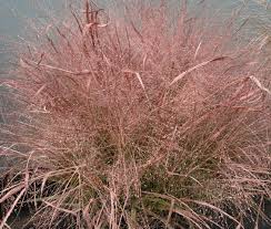 Image result for Eragrostis exasperata