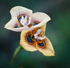 Image result for Moraea simulans