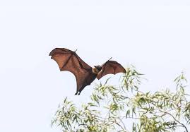 The bats even help spread seeds as pollinators. Meet The Giant Golden Crowned Flying Fox The Largest Bat In The World