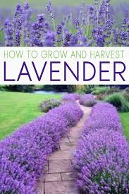 How To Grow Lavender And Propagate It Growing Lavender Lavender Garden Plants