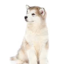 Have pride and admiration for the alaskan klee kai breed. Petland Florida