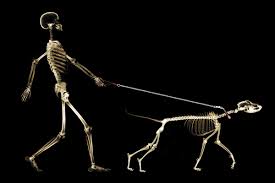 8hp (4x ) attack strength. Lovely Bones Fascinating Skeletons Of The Past And Present New Scientist