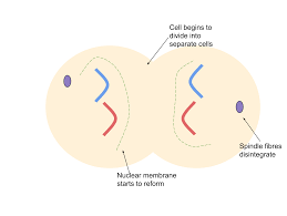 What if doctors could turn cancer cells into healthy cells? Mitosis Definition Purpose Stages Applications With Diagram