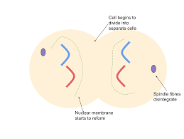 Tissue culture is a technique of developing an organ or tissue in a laboratory using fragments of tissues and organs, on a nutrient media for proper development. Mitosis Definition Purpose Stages Applications With Diagram