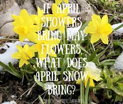 Legend has it, the mayflower discovered america, on a showery april day. April Showers Bring May Flowers But What Do Mayflowers Bring