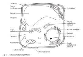 Label the organelles in the diagram below. Structure Of The Plant Cell