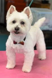 Best Buds Grooming added a new photo.