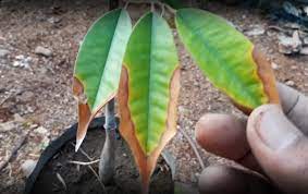 Maybe you would like to learn more about one of these? Penyebab Ujung Daun Durian Kering Dan Cara Mengatasinya Kampustani Com