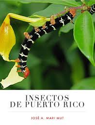Insectos De Puerto Rico By La Coleccion Puertorriquena Issuu